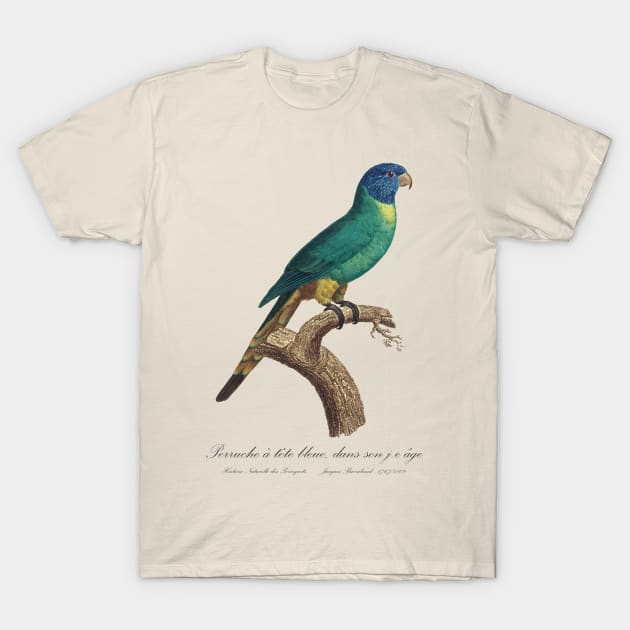 Rainbow Lorikeet juvenile / Perruche a tete bleue jeune age - 19th century Jacques Barraband Illustration T-Shirt by SPJE Illustration Photography